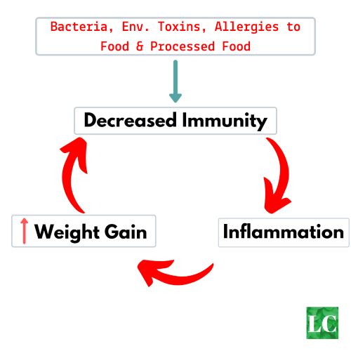 Cycle of Weight Gain